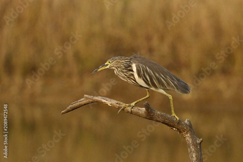 Pond Heron walking side on on a branch.