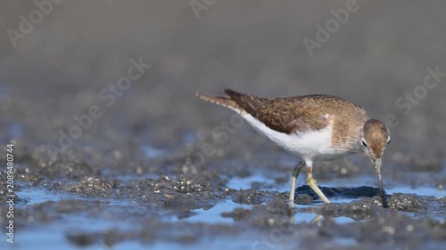 An adorable Common Sandpiper (Actitis hypoleucos) foraging for food on a muddy shore. Close-up details in its natural habitat.