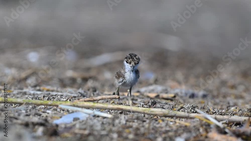 Natural moments in the life of an adorable, tiny Spiny Lapwing (Vanellus spinosus) chick, foraging for food on the beach and curiously exploring its surroundings.
