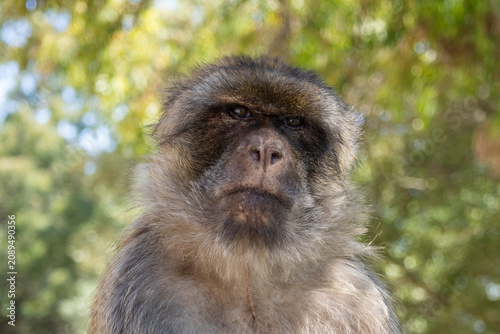 Fototapeta Affe