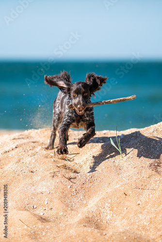 Russian cocker spaniel leaping over sandy dunes with a stick in its mouth.