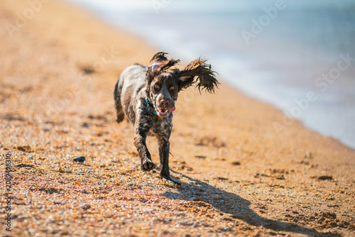 Russian cocker spaniel running along a sandy beach with a blurred person behind.
