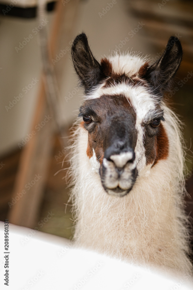 Fototapeta premium Black and white llama looking at camera from behind white wooden fence.