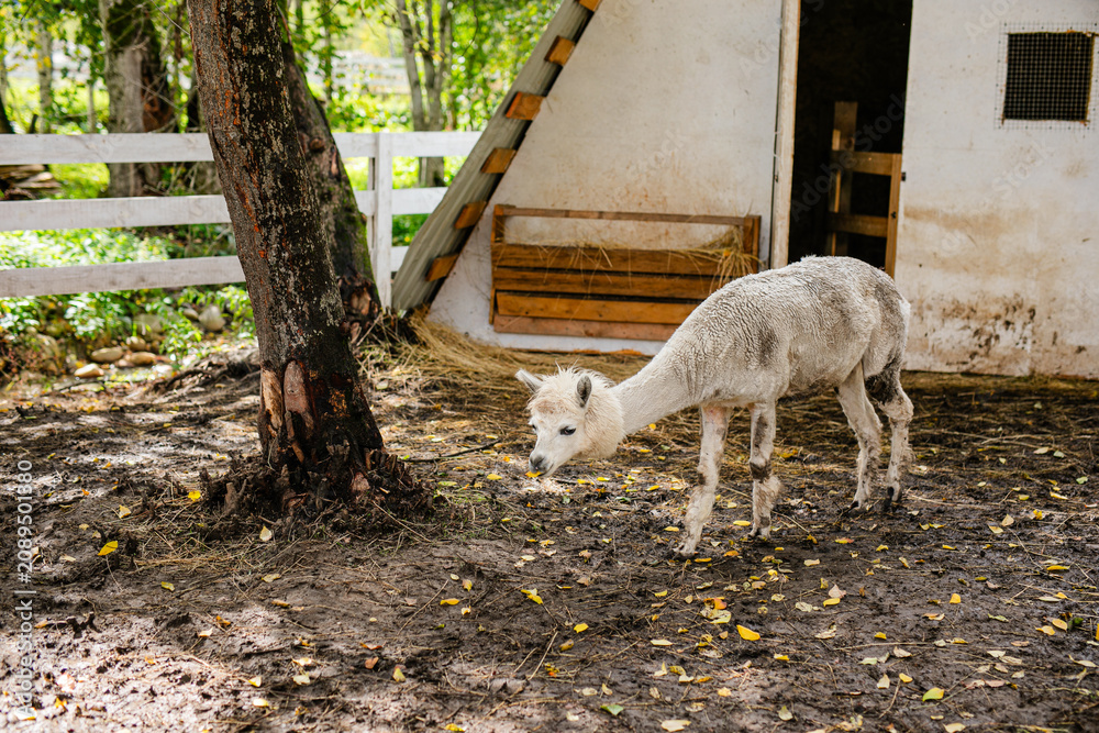 Fototapeta premium White alpaca grazing near barn and bucket in muddy farm pen.