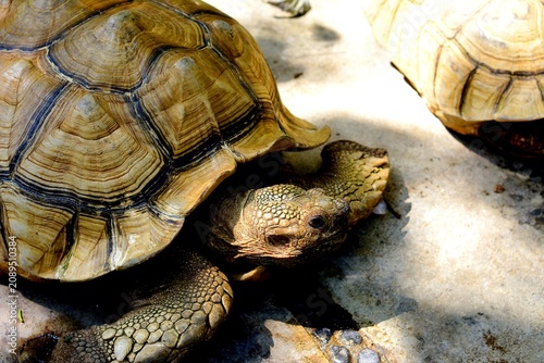 Obraz na płótnie The turtle's shell is a vital part of its skeleton, primarily serving as natural protection against predators