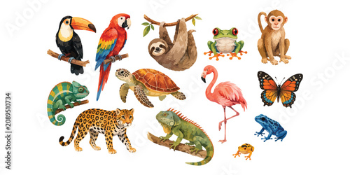 Photography Watercolor tropical jungle animals and birds collection