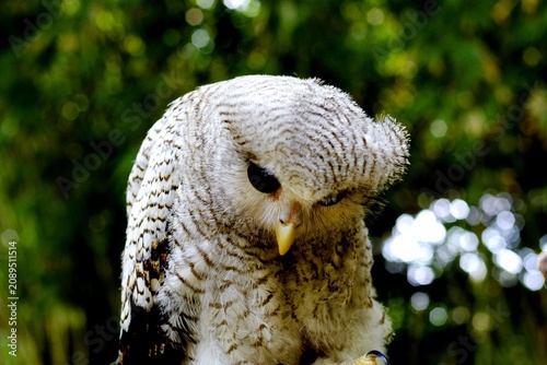 Obraz na płótnie The barred owl is a nocturnal or crepuscular bird