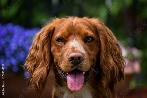 Foto english cocker spaniel