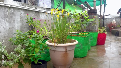  A vibrant rooftop vegetable garden featuring healthy plants growing in colorful fabric grow bags and nursery pots.