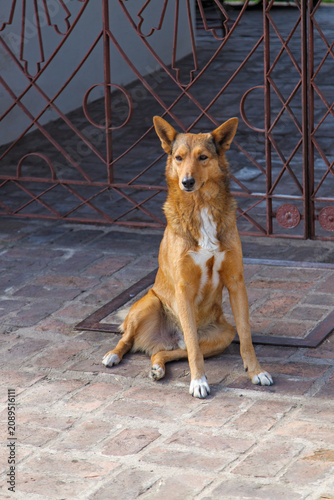 dog on the porch