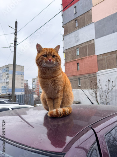 Fluffy Ginger Red Tabby Stray Cat Sitting Proudly on a Car Roof in an Eastern European Urban Courtyard with Apartment Blocks