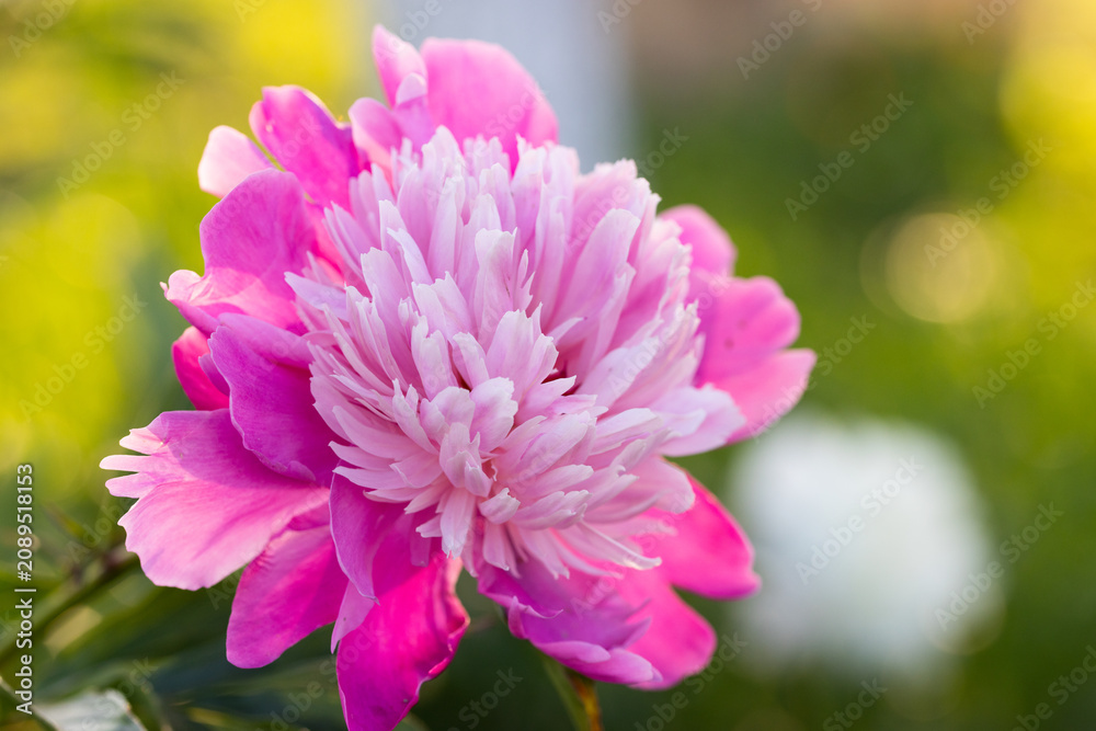 Fototapeta premium beautiful pink peony in garden