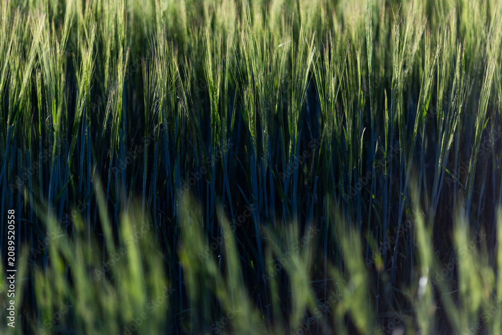 Obraz premium abstract background of green wheat