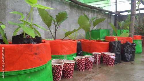 A vibrant rooftop vegetable garden featuring healthy plants growing in colorful fabric grow bags and nursery pots.