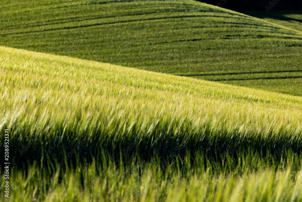 Obraz premium abstract background of green wheat