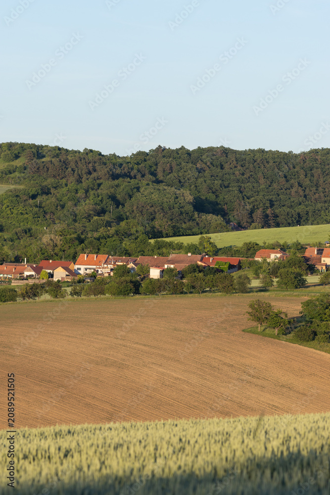 Fototapeta premium green fields, Moravia, Czech Republic, around the village Kyjov