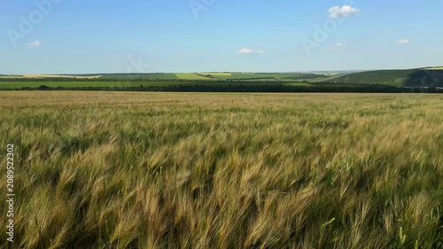 Beautiful golden wheat field stretching to the horizon on a sunny summer day. Agricultural landscape with ripe wheat ears, rural countryside, and natural farming background.