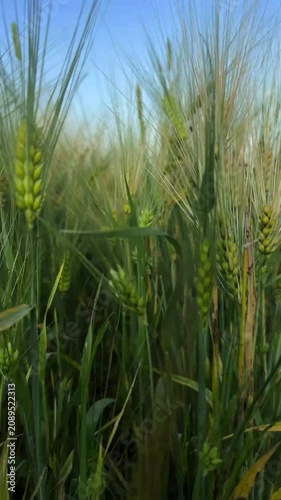 Beautiful golden wheat field stretching to the horizon on a sunny summer day. Agricultural landscape with ripe wheat ears, rural countryside, and natural farming background.