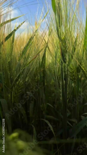 Beautiful golden wheat field stretching to the horizon on a sunny summer day. Agricultural landscape with ripe wheat ears, rural countryside, and natural farming background.