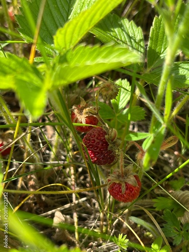 Fresh ripe wild strawberries growing among green leaves in a natural summer garden. Close-up of juicy red berries, healthy organic fruit, and vibrant nature background.