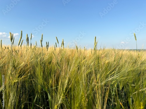 Beautiful golden wheat field stretching to the horizon on a sunny summer day. Agricultural landscape with ripe wheat ears, rural countryside, and natural farming background.