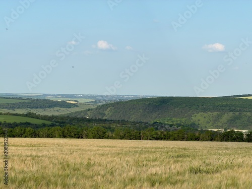 Beautiful golden wheat field stretching to the horizon on a sunny summer day. Agricultural landscape with ripe wheat ears, rural countryside, and natural farming background.