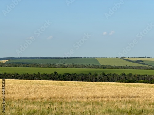 Beautiful golden wheat field stretching to the horizon on a sunny summer day. Agricultural landscape with ripe wheat ears, rural countryside, and natural farming background.