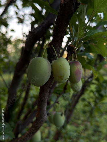 Fresh unripe green plums hanging on a tree branch surrounded by lush green leaves in a summer orchard. Natural fruit growing outdoors, ideal for agriculture, gardening, and seasonal harvest concepts.