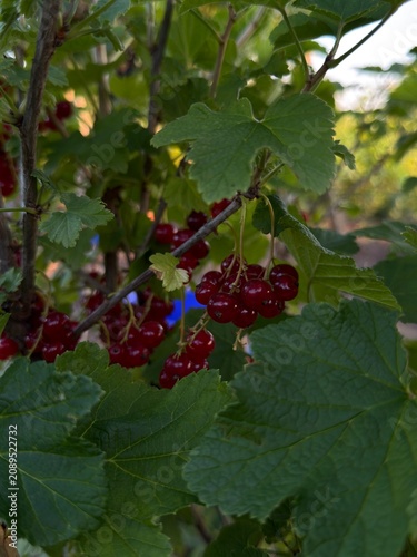 Ripe black and red currants growing on branches surrounded by green leaves in a summer garden. Fresh organic berries, rich in vitamins, perfect for healthy food, agriculture, and nature concepts.