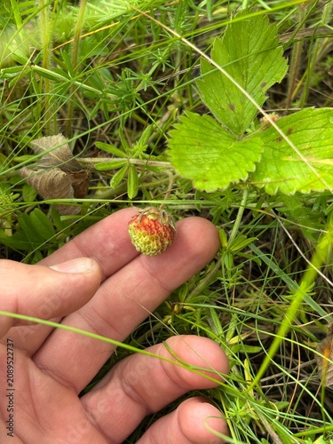 Fresh ripe wild strawberries growing among green leaves in a natural summer garden. Close-up of juicy red berries, healthy organic fruit, and vibrant nature background.