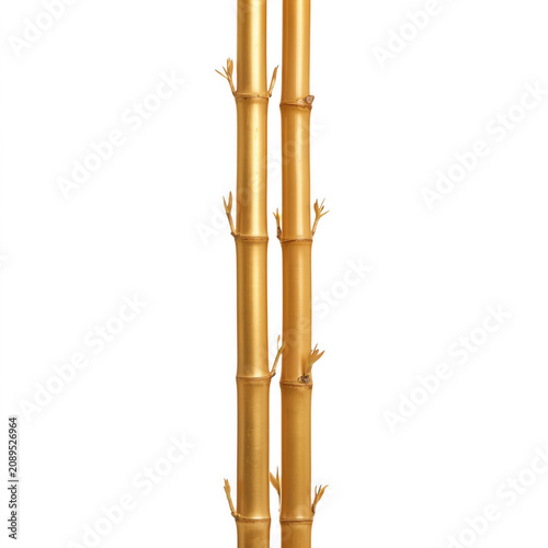 Golden bamboo stalks growing upwards with detailed nodes during soft studio lighting isolated on transparent background