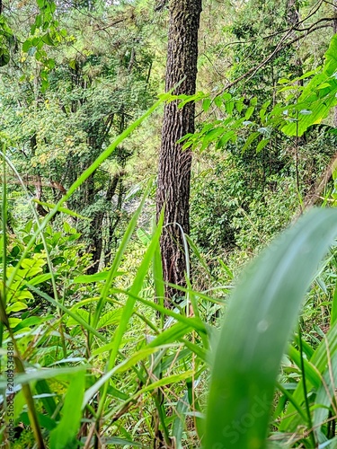 фотографія Dense green forest with tall trees and lush vegetation in natural sunlight