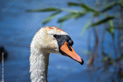 Bild auf Leinwand close up of a mute swan
