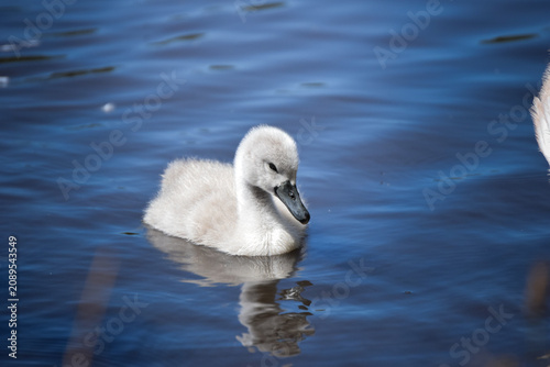 Фотография cygnet on the water