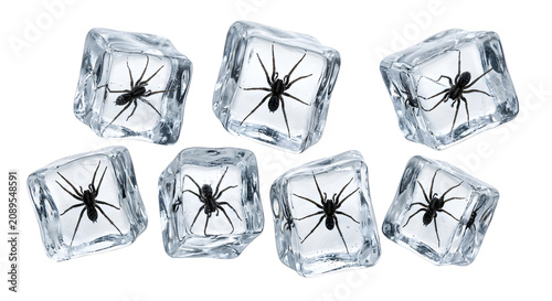 Bild auf Leinwand Black spiders frozen inside clear ice cubes