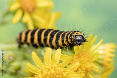Tableau sur toile Front view of a cinnabar moth caterpillar on yellow ragwort flowers
