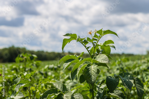 Blooming potato plant in agricultural field under sky with clouds