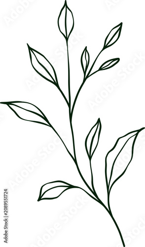 hand drawn botanical line art Element