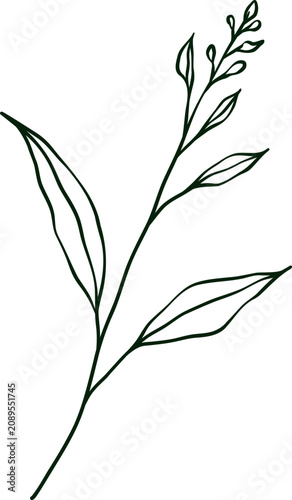 hand drawn botanical line art Element