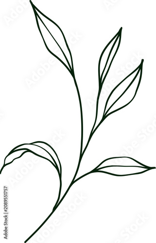 hand drawn botanical line art Element