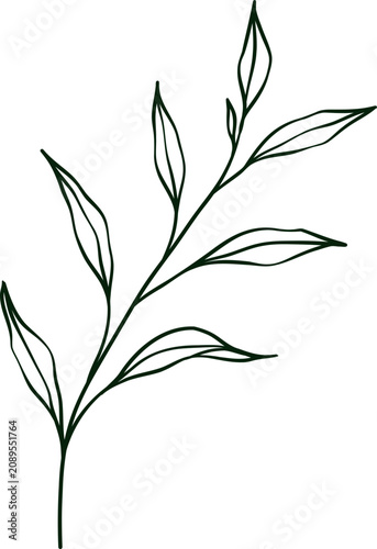 hand drawn botanical line art Element