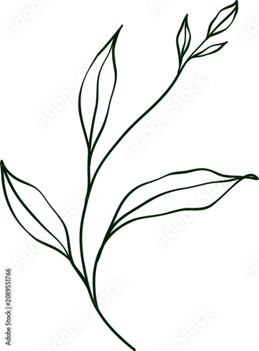 hand drawn botanical line art Element