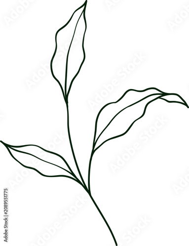 hand drawn botanical line art Element