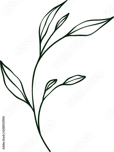 hand drawn botanical line art Element
