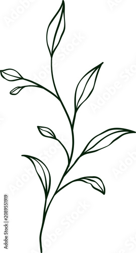 hand drawn botanical line art Element