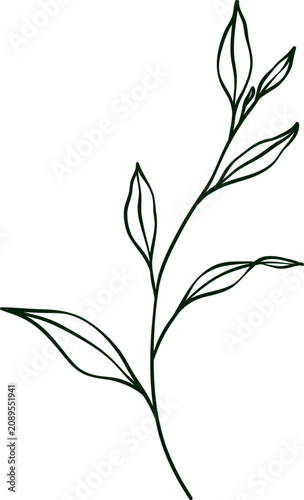 hand drawn botanical line art Element