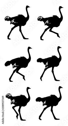 Ostrich silhouette set with 6 bird icons, black ostrich running and walking poses, wild african bird vector illustrations for nature design