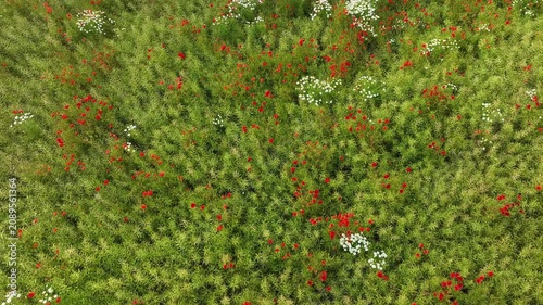 Wildflower meadow with poppies and daisies swaying in the wind