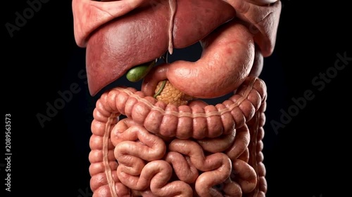 Human stomach, liver, and intestine anatomy model. Suitable for medical education, biology lessons, healthcare presentations, and science videos.