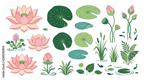 Lotus flower botanical illustration set, pink water lily blossoms and green lily pads, aquatic pond plants collection on white background